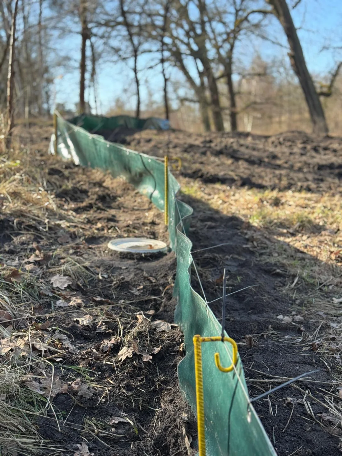 Wildschutzzaun aus Knotengeflecht um die Gehölzneupflanzung am Waldsee Wustermark